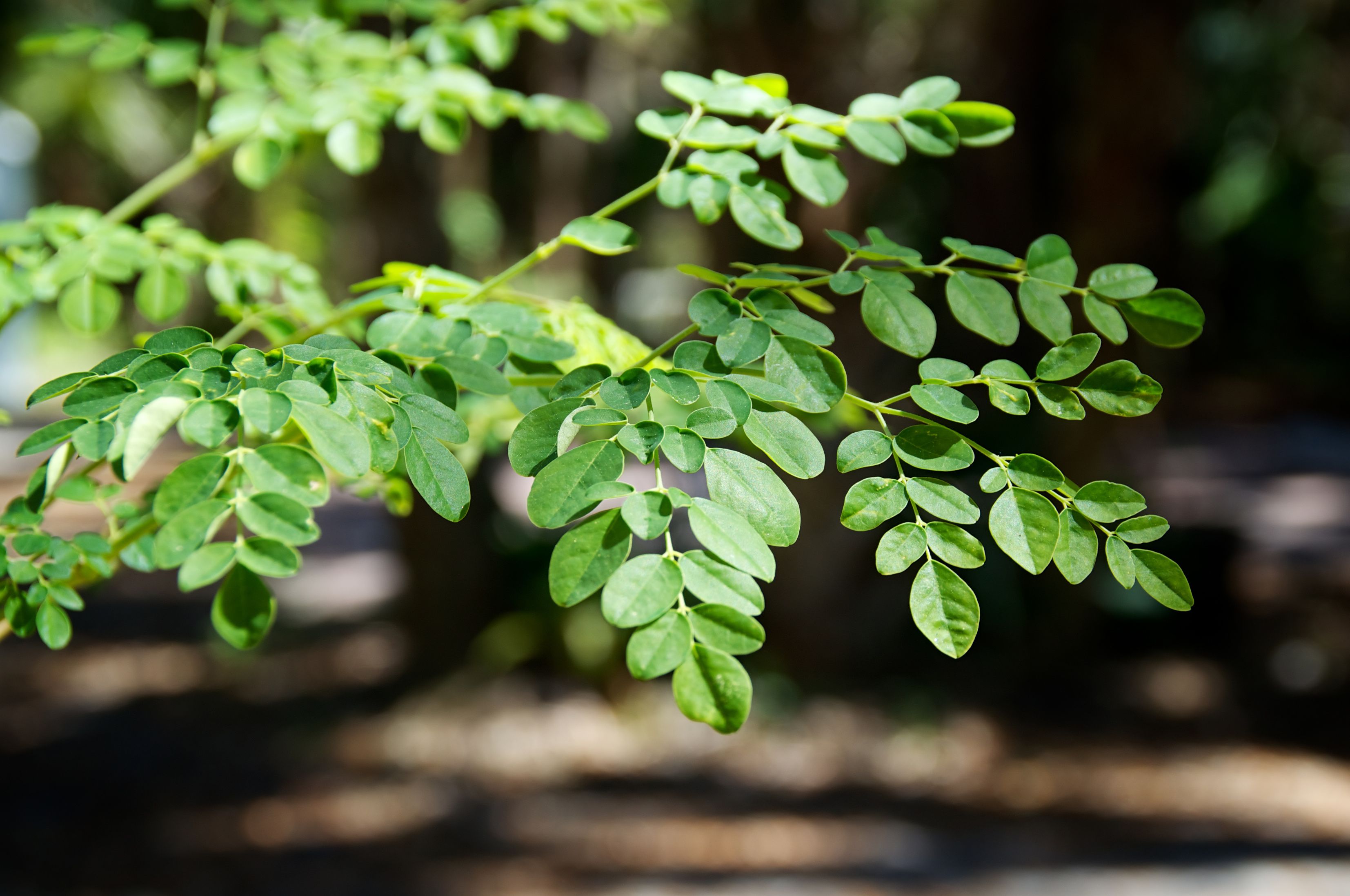  Manfaat daun kelor (Moringa oleifera)
