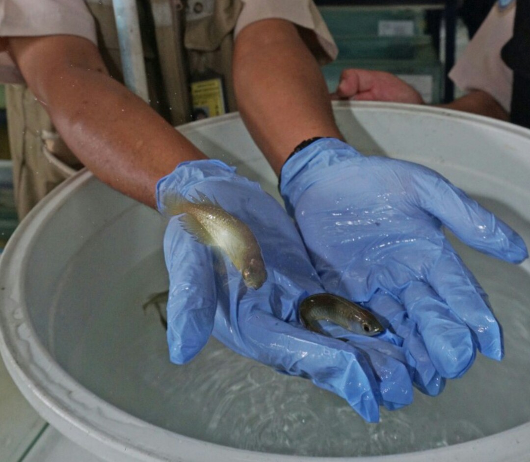 KKP Tetapkan 20 Jenis Ikan Dilindungi