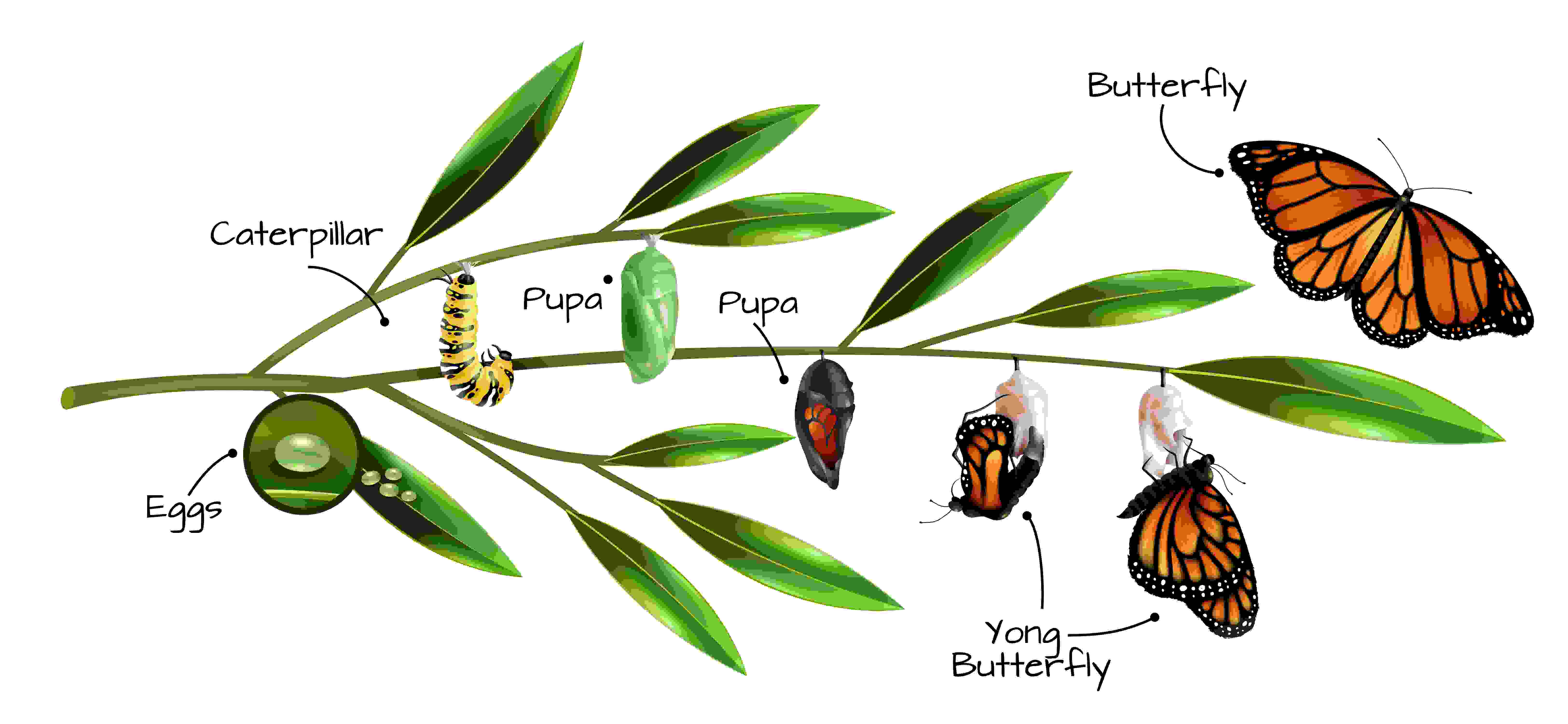 Metamorfosis daur hidup kupu kupu