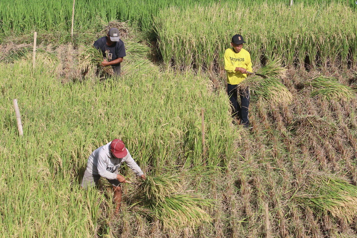 Produksi Beras Jatuh, dan Kenaikan Harga dalam 1,5 Tahun Terakhir, Akibat Masalah Struktural