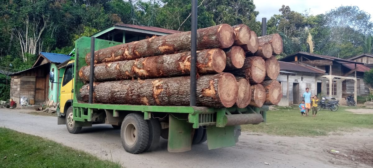 Telisik Izin Penebangan Kayu Pinus  di Hutan Reboisasi Garoga