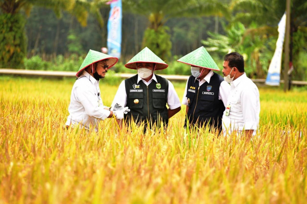 Di Sumsel, Mentan SYL Panen dan Gerakkan Serap Gabah