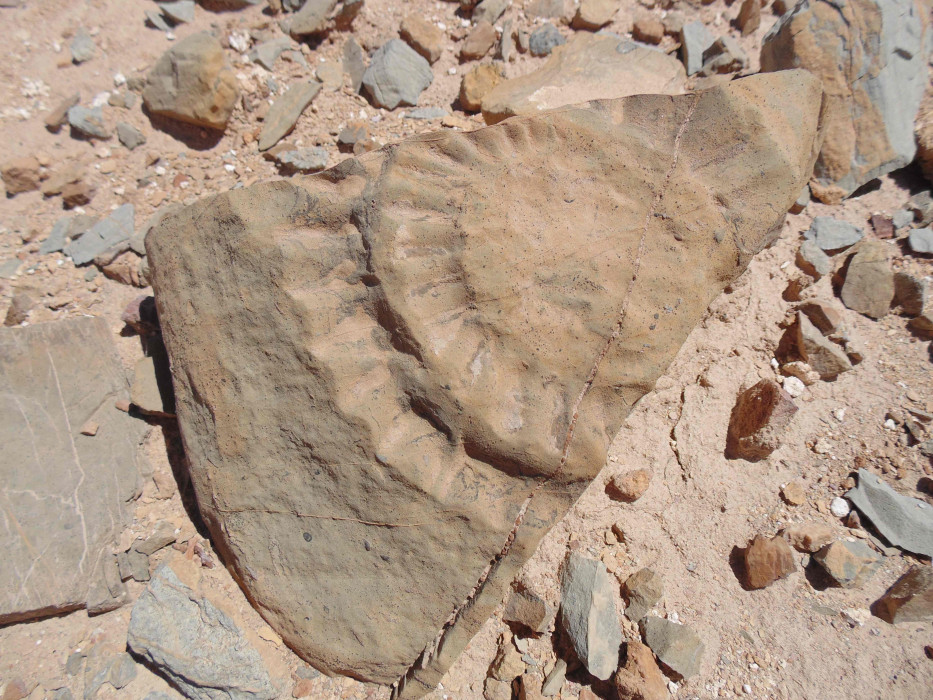 bagian dari fosil naga terbang yang ditemukan di Cile