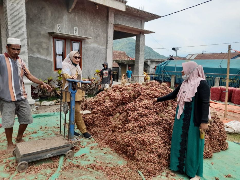Produksi Melimpah, Bawang Merah Bima Siap Pasok Kebutuhan Ramadhan-Idul Fitri 2022