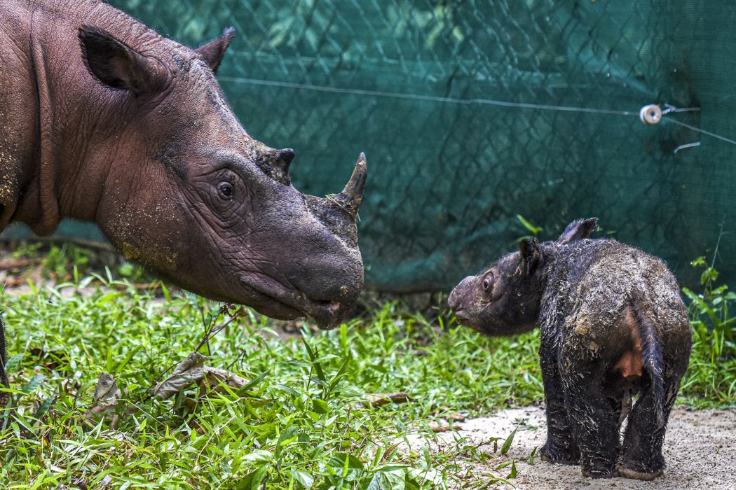 Rosa, seekor induk badak Sumatera (Dicerorhinus sumatrensis) menemani anaknya berjenis kelamin betina yang baru berusia beberapa hari di Suaka Rhino Sumatera, Taman Nasional Way Kambas (SRS TNWK), Lampung Timur, Lampung, Senin (28/3/2022).