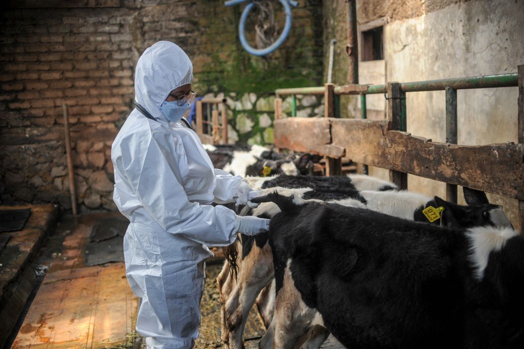  Dokter hewan memeriksa kesehatan sapi sebelum penyuntikkan vaksin penyakit mulut dan kuku (PMK) tahap kedua di Cicendo, Bandung, Jawa Barat, Senin (1/8/2022).