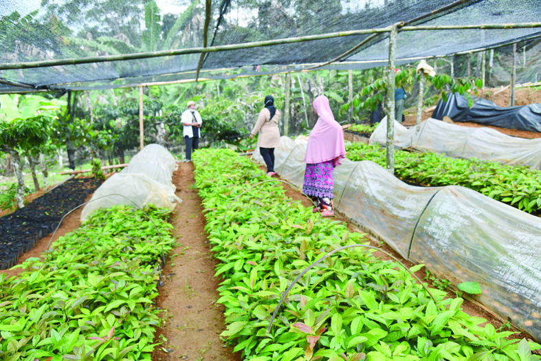 BPDASHL) Way Seputih Way Sekampung (WSS) Lampung sukses mengembangkan komoditas alpukat siger 1 di Lampung Timur.