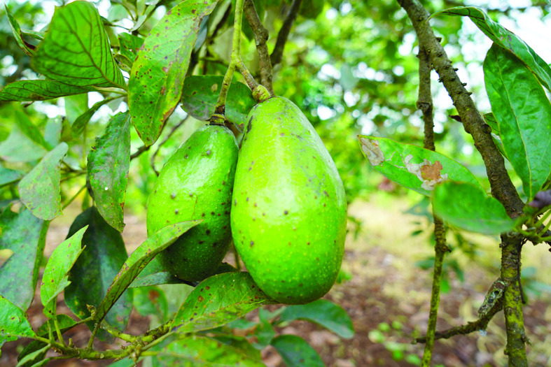 Program Rehabilitasi Hutan dan Lahan Tingkatkan Kesejahteraan Masyarakat