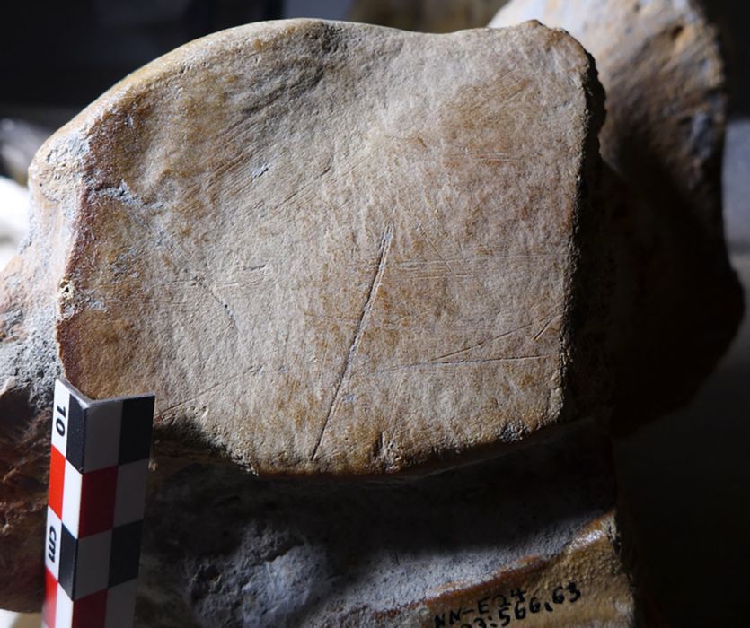 Bagian bekas luka pada tulang gajah yang jadi buruan Neanderthal. (Wil Roebroeks / Leiden University / AFP)