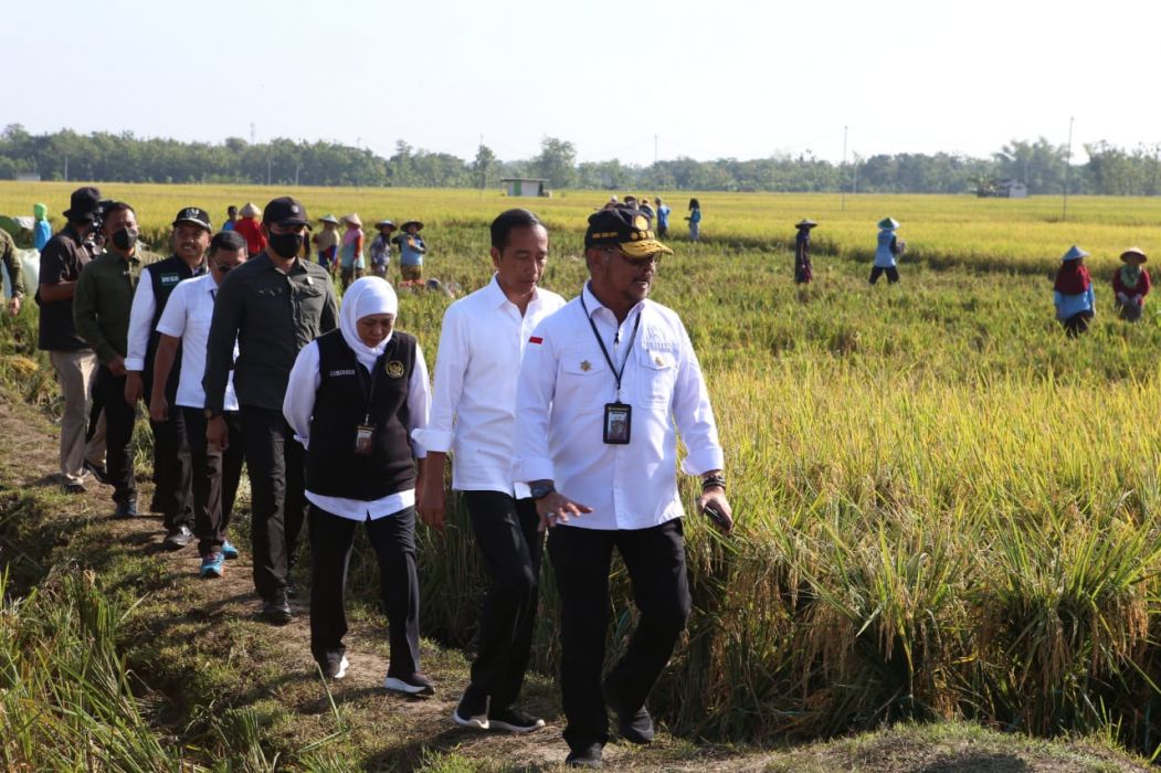 Presiden Jokowi Bersama Mentan SYL Hadiri Panen Raya Padi di Ngawi