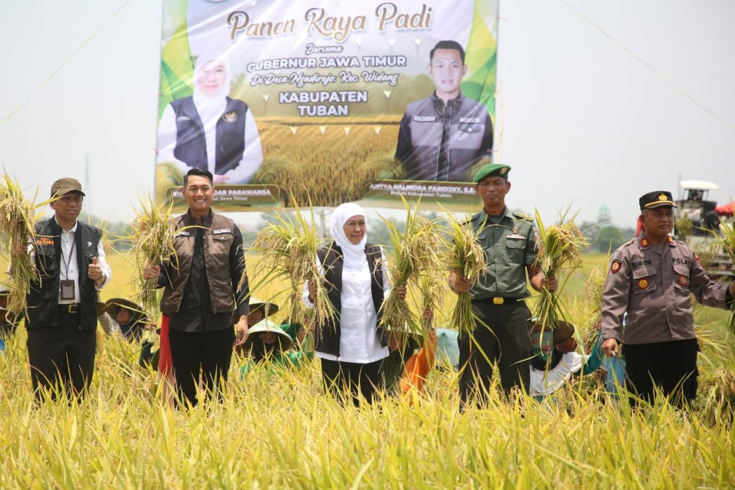 Gubernur Jawa Timur Khofifah Indar Parawansa bersama Bupati Tuban Aditya Halindra Faridzky melaksanakan panen raya padi di desa Ngadirejo Kecamatan Widang. Tuban, Jatim, Rabu (8/3). 