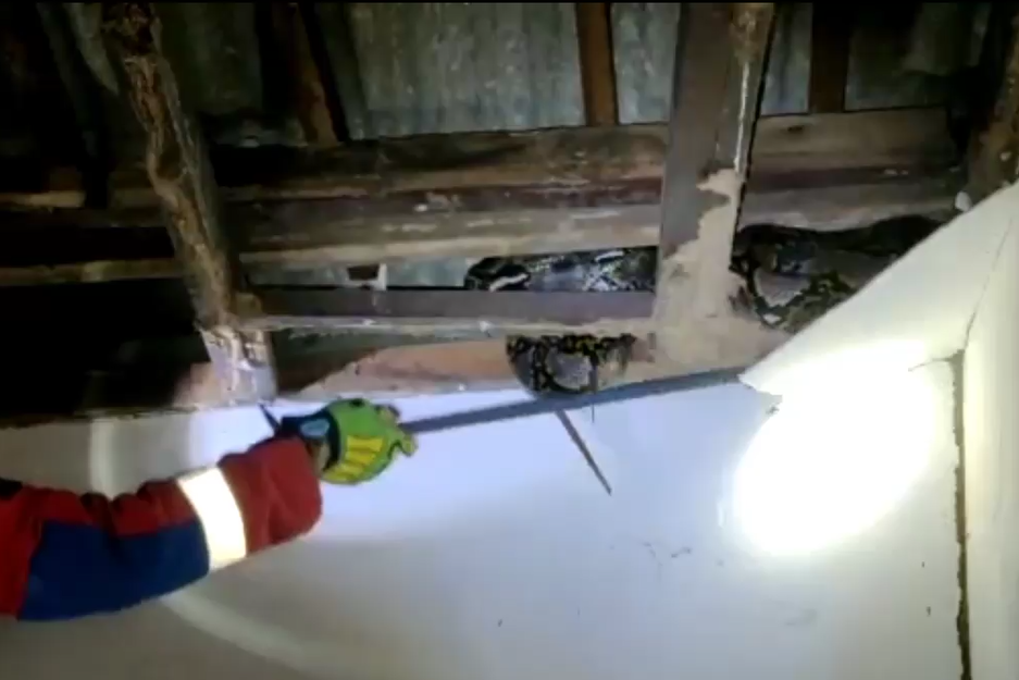 Petugas menemukan ular di atas plafon rumah. (Metro TV/Sumantri)