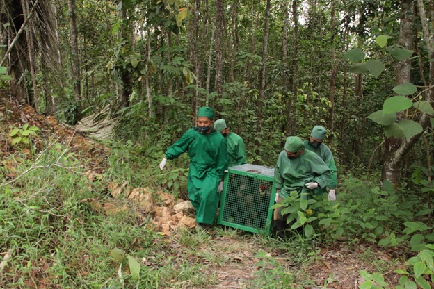Salah satu orangutan yang siap dilepasliarkan sedang dibawa oleh dokter dan petugas ke transportasi kandang, Selasa (16/5)