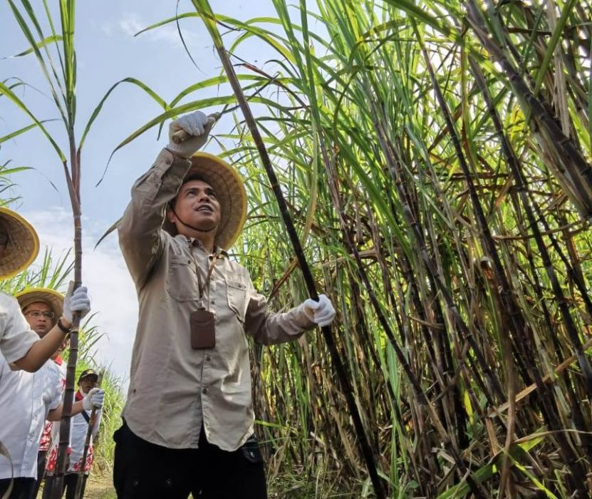 Tingkatkan Protas Tebu Menuju Swasembada Gula Nasional