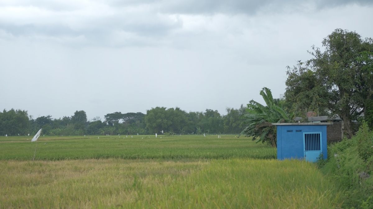 Kementan Siapkan Strategi untuk Jaga Produksi Pangan dan Pertanian dari Ancaman Kemarau dan El Nino