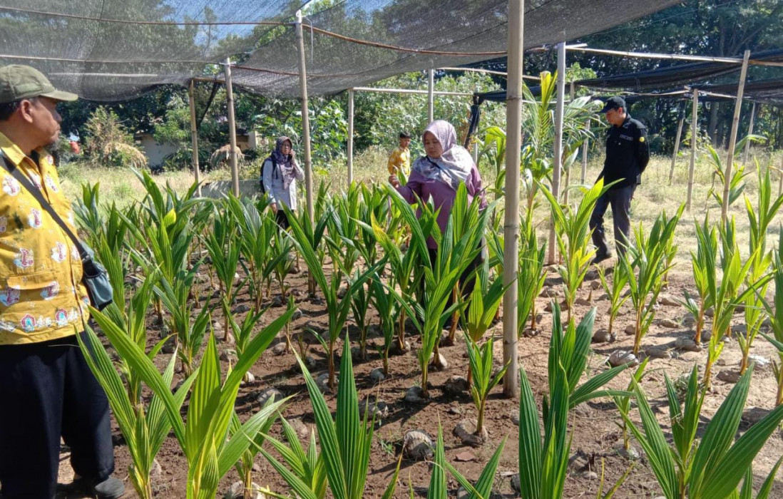 Ditjenbun Intens Monitor Progress Nurseri Perkebunan