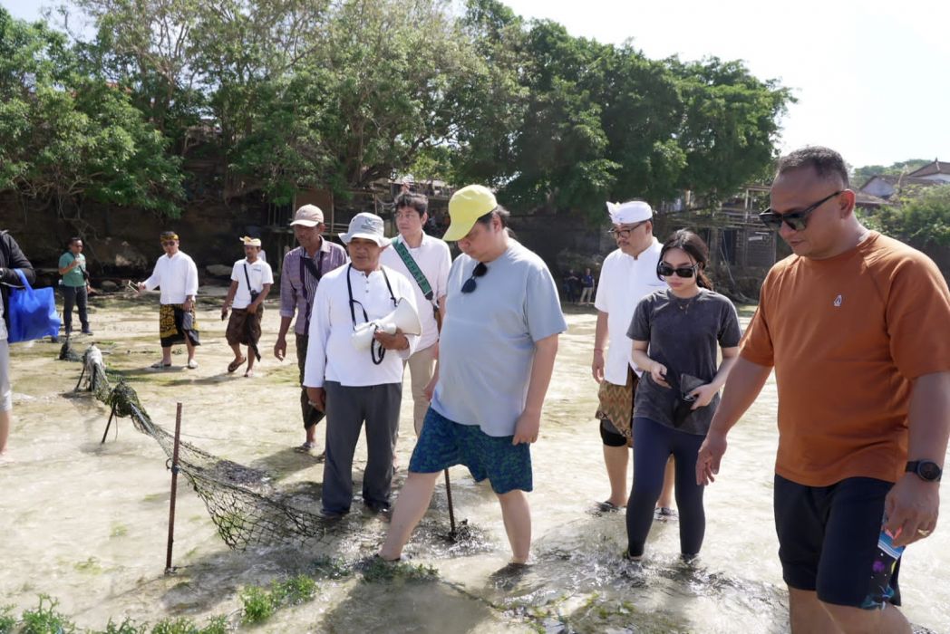 Menko Airlangga: Budi Daya Rumput Laut Bisa Pacu Perekonomian Daerah