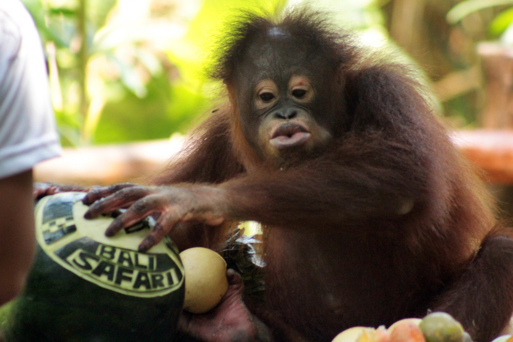 Kegiatan Spesial Meriahkan Perayaan Hari Orangutan Sedunia di Bali Safari