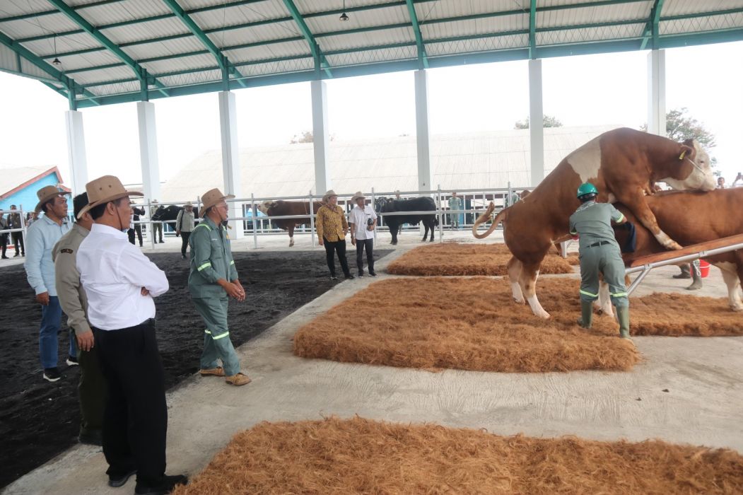 Mentan Amran Pacu Produktivitas Semen Beku untuk Tingkatkan Populasi Ternak