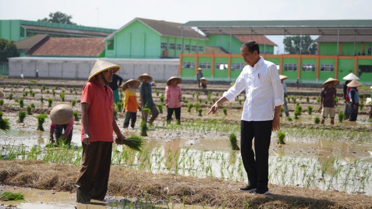 Presiden Joko Widodo turun meninjau langsung aktivitas petani di Pekalongan, Jawa Tengah, Rabu (13/12).