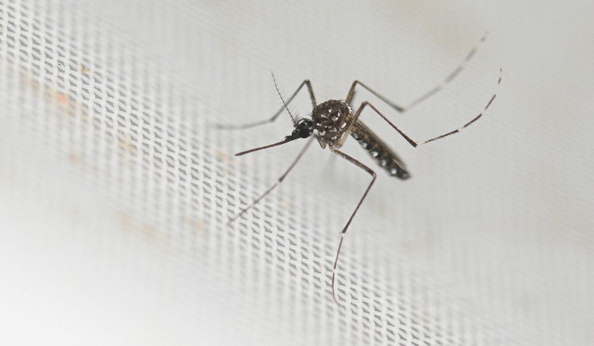 Nyamuk Aedes aegypti yang dikenal pembawa virus dengue.