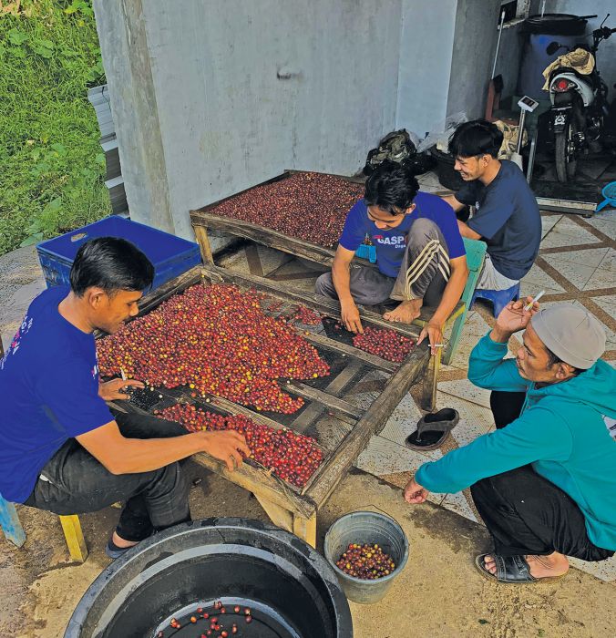 Petani dan pemetik kopi di Saninten Coffee Processing, Tenjolaya, Ciwidey, Jawa Barat sedang menyortir ceri kopi.