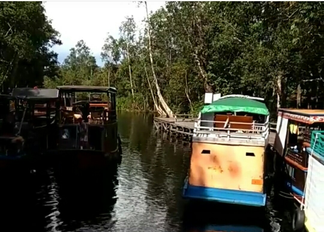 Contoh Laporan Tempat Wisata Tanjung Puting