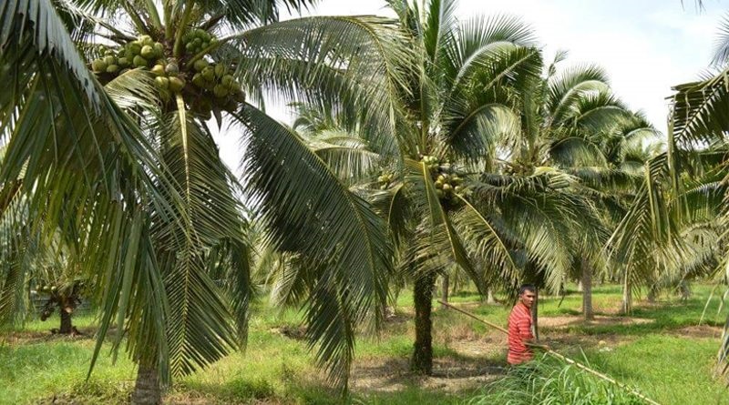 kelapa pandan wangi