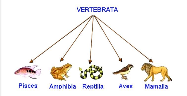 Contoh hewan vertebrata dari kelas aves