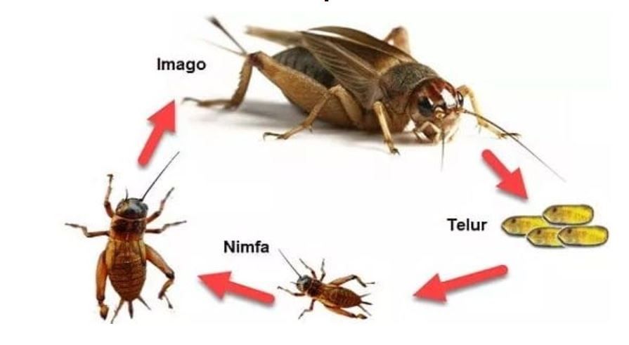 Apa yang dimaksud dengan hewan yang mengalami metamorfosis tidak sempurna