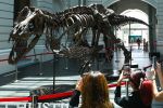 Pengunjung memotret rangka T-rex yang tengah dipamerkan di Singapura, Oktober 2022.