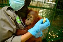 Ist/Dok.SRA/.orangutan.org.au