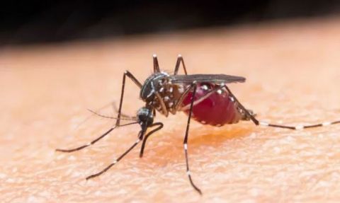 Penelitian Berhasil Ungkap Parasit Malaria Bersembunyi di Limpa