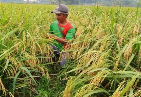 Masyarakat Pertanian Organik Indonesia Ingatkan Perlunya Inovasi Pertanian