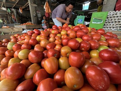 Harga Tomat Anjlok di Pasaran, Petani Alami Kerugian