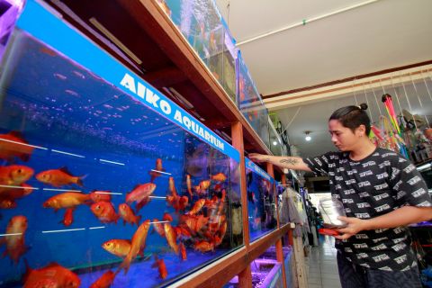 KKP : Ikan Hias Indonesia Semakin Laku di Dunia