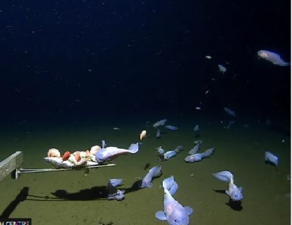Pecahkan Rekor Dunia, Snailfish Hidup di Laut Paling Dalam