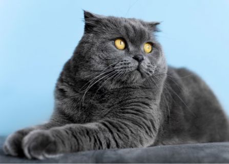 Mengenal Lebih Dekat Kucing British Shorthair, Harga, Ciri-Ciri, dan Perawatannya 