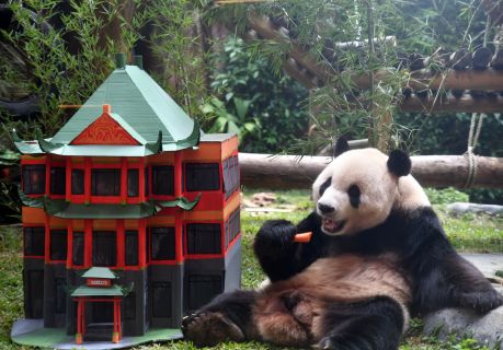 Salah satu panda yang dipinjamkan pemerintah Tiongkok ke Taman Safari Bogor, Cai Tao.