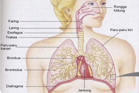 Mengenal Organ Organ Pernapasan Manusia Dalam Sistem Respirasi