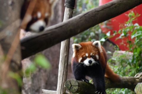 Panda merah (Ailurus fulgens) berada di dalam kandang di Istana Panda, Taman Safari Indonesia, Cisarua, Kabupaten Bogor, Jawa Barat.