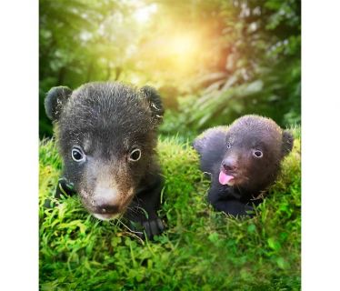 Liu dan Liam merupakan dua bayi beruang hitam Himalaya yang lahir melalui program konservasi the Amazing Taman Safari Bali.