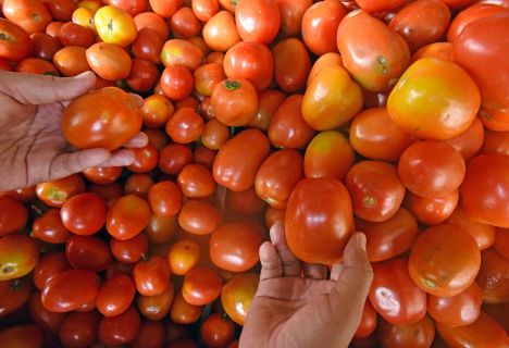 Naik Lagi, Harga Tomat Sudah Rp22 Ribu per Kg  