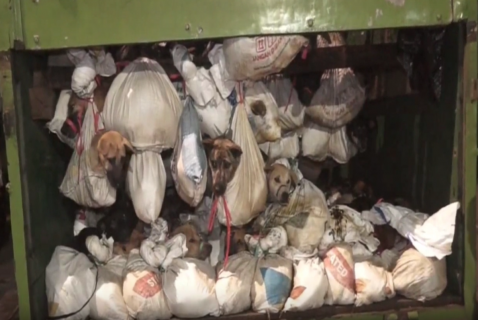226 Anjing yang Diamankan di Semarang Dagingnya Dihargai Rp40 Ribu/Kg  