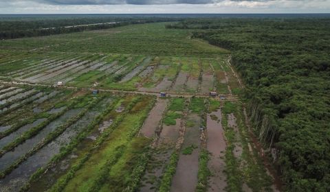 Foto udara petakan persawahan ekstentifikasi lahan di Desa Pilang, Kalteng, yang masuk program Food Estate.