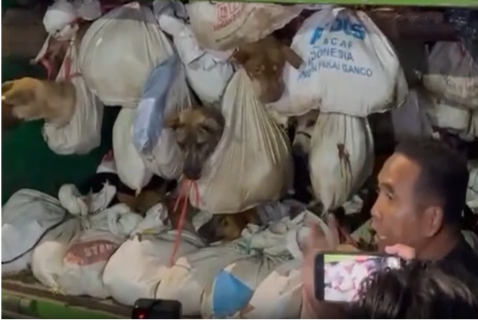 Semarang dan Sragen Minta Warganya Tidak Konsumsi Daging Anjing