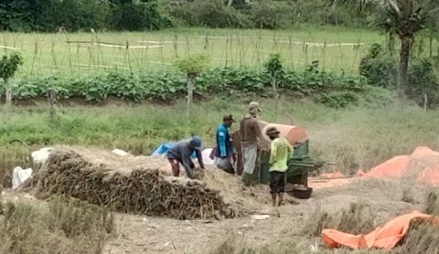 Pemerintah kembali Impor Beras, Guru Besar IPB: Petani Kecil Terdampak