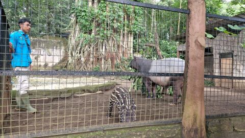 Tapir di Kebun Binatang Bandung