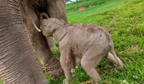 Anak gajah sumatra yang lahir di TN Way Kambas, Senin, 26 Februari 2024.