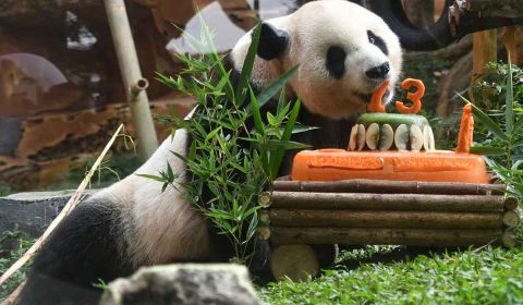 Seekor Giant Panda bernama Cai Tao memakan wortel saat perayaan ulang tahun di Istana Panda, Taman Safari Indonesia.